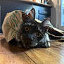 cat, paper_bag, floor, wooden_floor, indoor, curious, pet, kitten, ears, whiskers, close_up, home, domestic_animal, feline, animal, playful, brown_floor, yellow_eyes, relaxed, flooring