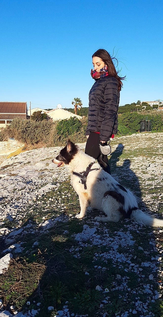 Baïka a rejoint le concours — aidez-le/la à gagner de superbes lots ! canidae, carnivore, dog, dog_breed, english_springer_spaniel, karakachan_dog, mammal, sporting_group, stabyhoun, tornjak, vertebrate