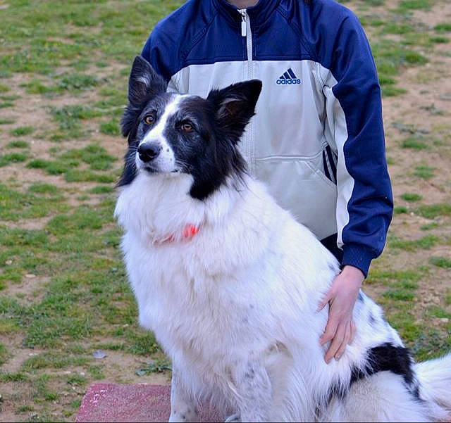 Baïka a rejoint le concours — aidez-le/la à gagner de superbes lots ! australian_collie, border_collie, canidae, carnivore, companion_dog, dog, dog_breed, mammal, moscow_watchdog, papillon, phalene, rare_breed_dog, sporting_group, tornjak, vertebrate