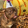 dog, brown_dog, party_hat, pom_pom, autumn_leaves, pumpkin, welcome_sign, outdoor, fall, decoration, cute, pet, animal, tongue_out, festive, celebration, nature, leaf_litter, collar, portrait