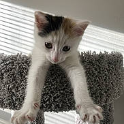 Nala is registered to the contest to win money with this photo: kitten, cat, pet, feline, cute, stretching, paws, gray, carpeted, cat_tree, indoor, sunlight, shadow, wall, playful, young, adorable, whiskers, ears, claws