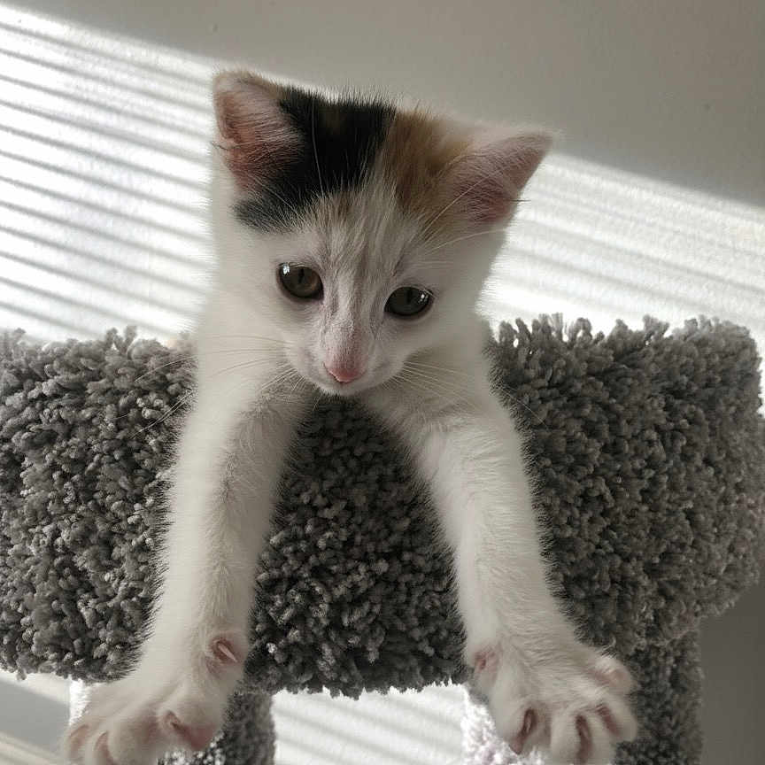 Nala is registered to the contest to win money with this photo: adorable, carpeted, cat, cat_tree, claws, cute, ears, feline, gray, indoor, kitten, paws, pet, playful, shadow, stretching, sunlight, wall, whiskers, young