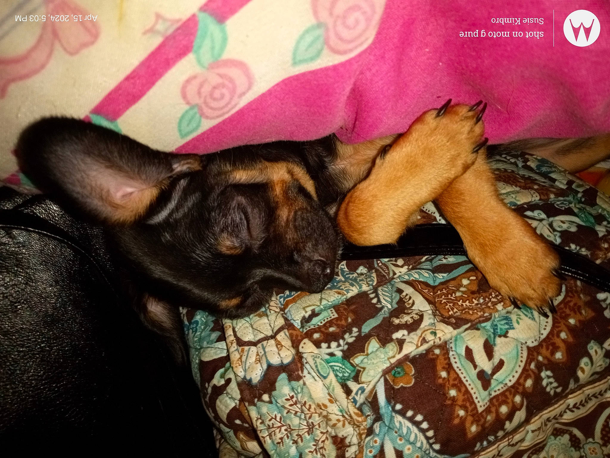 Ezra Tyler joined the competition — help win amazing prizes! bed, canidae, carnivore, comfort, companion_dog, couch, dog, dog_breed, dog_supply, ear, fawn, fur, guard_dog, human_leg, linens, liver, pattern, toy_dog, whiskers, working_animal