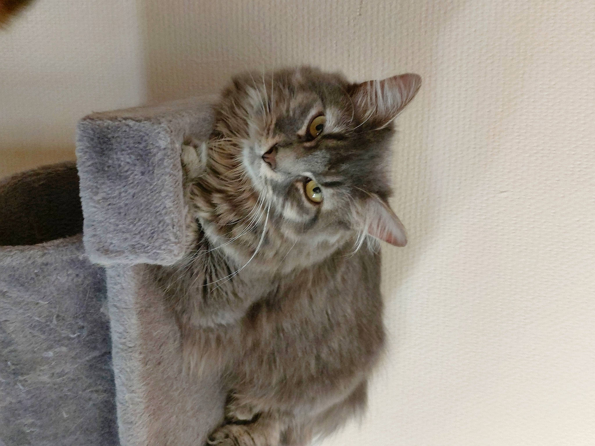 Étoile participe au concours pour gagner de l'argent avec cette photo : british_longhair, carnivore, cat, claw, domestic_short_haired_cat, fawn, felidae, fur, grey, maine_coon, paw, small_to_medium_sized_cats, snout, tail, terrestrial_animal, whiskers, window, wood