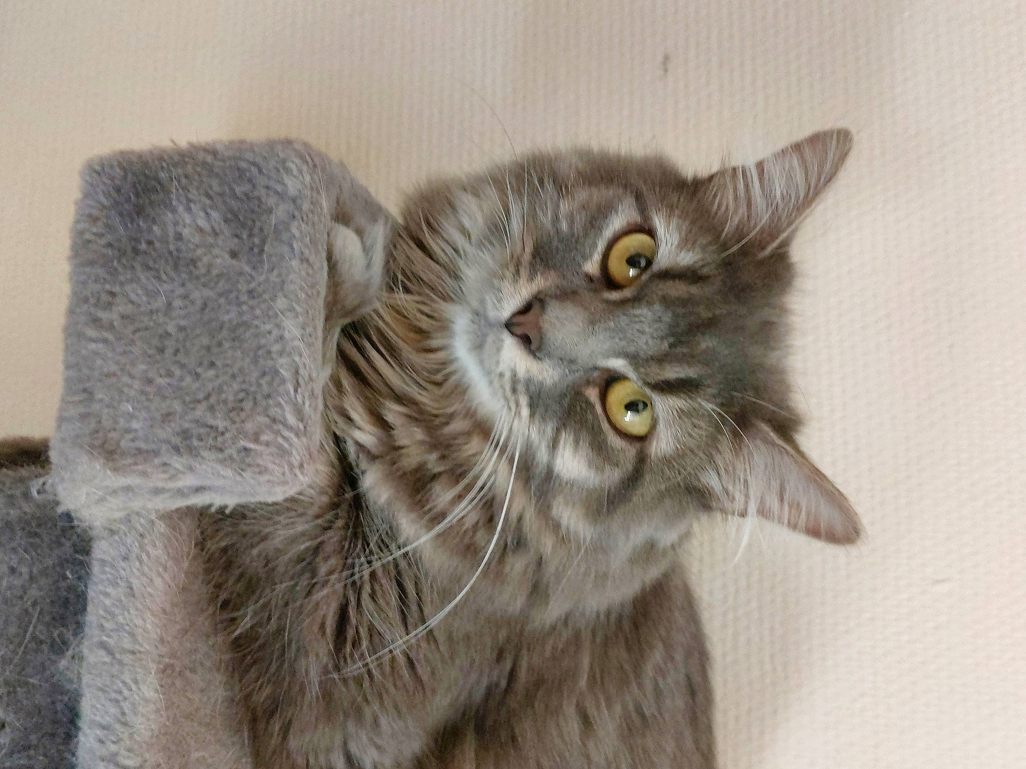 Étoile a rejoint le concours — aidez-le/la à gagner de superbes lots ! carnivore, cat, domestic_short_haired_cat, ear, eye, felidae, fur, grey, head, paw, small_to_medium_sized_cats, snout, tail, terrestrial_animal, whiskers, wood