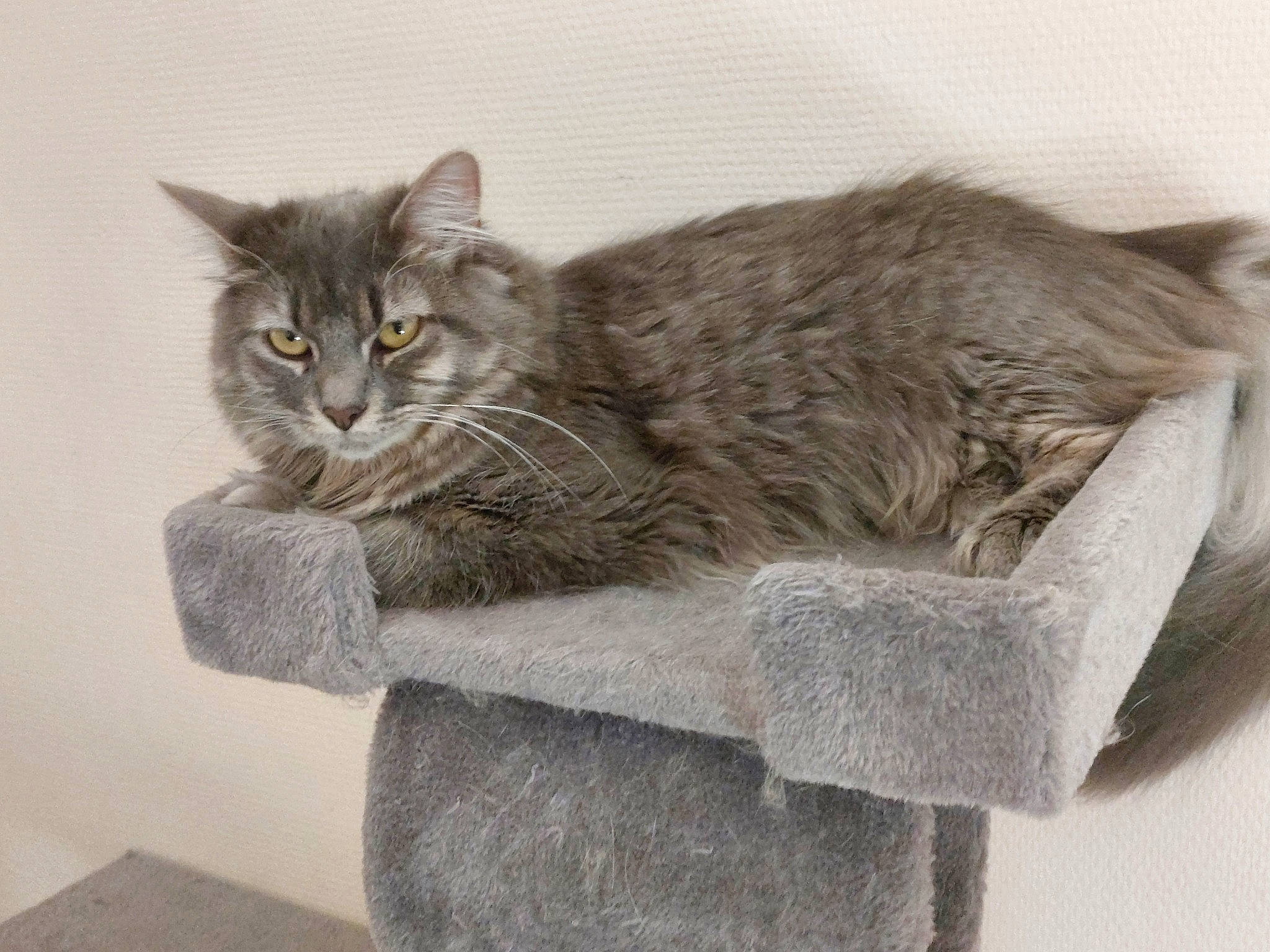 Étoile participe au concours pour gagner de l'argent avec cette photo : art, box, carnivore, cat, cat_supply, domestic_short_haired_cat, felidae, fur, grey, paw, rectangle, small_to_medium_sized_cats, snout, tail, terrestrial_animal, vertebrate, whiskers, window