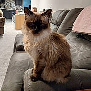 Cupcake joined the competition — help win amazing prizes! cat, siamese_cat, feline, pet, animal, indoor, living_room, couch, furniture, armrest, gray, fluffy, fur, face, ears, whiskers, person, blurred_background, home, cozy