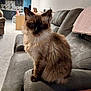 cat, siamese_cat, feline, pet, animal, indoor, living_room, couch, furniture, armrest, gray, fluffy, fur, face, ears, whiskers, person, blurred_background, home, cozy