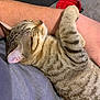 cat, kitten, tabby, sleeping, nap, pet, animal, fur, striped, closeup, resting, human_arm, casual_clothing, indoor, comfort, cute, relaxation, domestic_animal, friendship, cozy