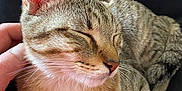 Nina Jovanovic participe au concours pour gagner de l'argent avec cette photo : cat, tabby, pet, sleeping, relaxed, feline, whiskers, ears, fur, closeup, hand, comfort, cozy, indoor, domestic, animal, cute, resting, soft, content