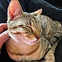 cat, tabby, pet, sleeping, relaxed, feline, whiskers, ears, fur, closeup, hand, comfort, cozy, indoor, domestic, animal, cute, resting, soft, content