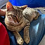 cat, tabby, pet, animal, feline, sitting, lap, indoor, cozy, relaxed, fur, whiskers, ears, person, clothing, jeans, red_shirt, blue_tablecloth, home, comfort