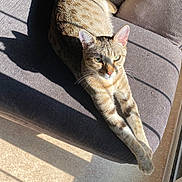 Nina Jovanovic participe au concours pour gagner de l'argent avec cette photo : cat, tabby, stretching, sunlight, shadow, couch, indoor, pet, relaxing, feline, fur, window, home, animal, resting, comfortable, daylight, whiskers, ears, paws