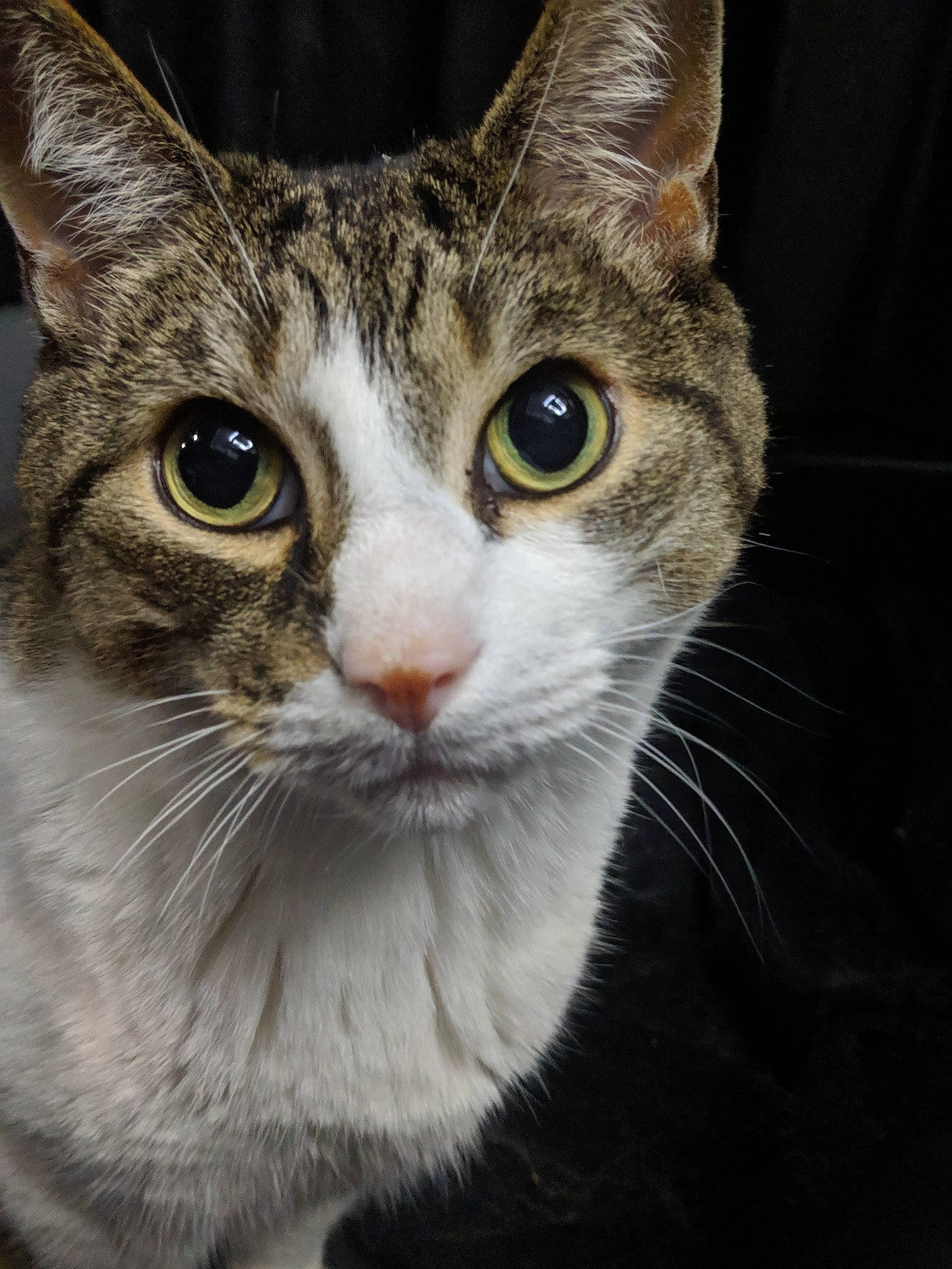 Bob joined the competition — help win amazing prizes! art, carnivore, cat, close_up, collar, curious, domestic_short_haired_cat, felidae, fur, iris, small_to_medium_sized_cats, snout, whiskers, window