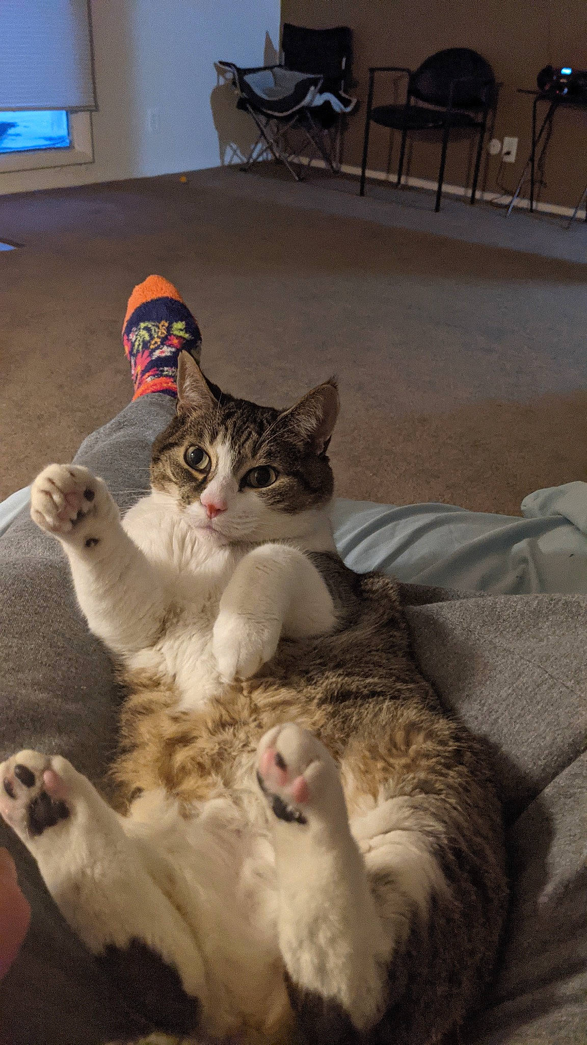 Bob joined the competition — help win amazing prizes! carnivore, cat, claw, comfort, domestic_short_haired_cat, felidae, flooring, foot, fur, home_appliance, lap, mammal, mechanical_fan, paw, sitting, small_to_medium_sized_cats, tail, television, vertebrate, whiskers