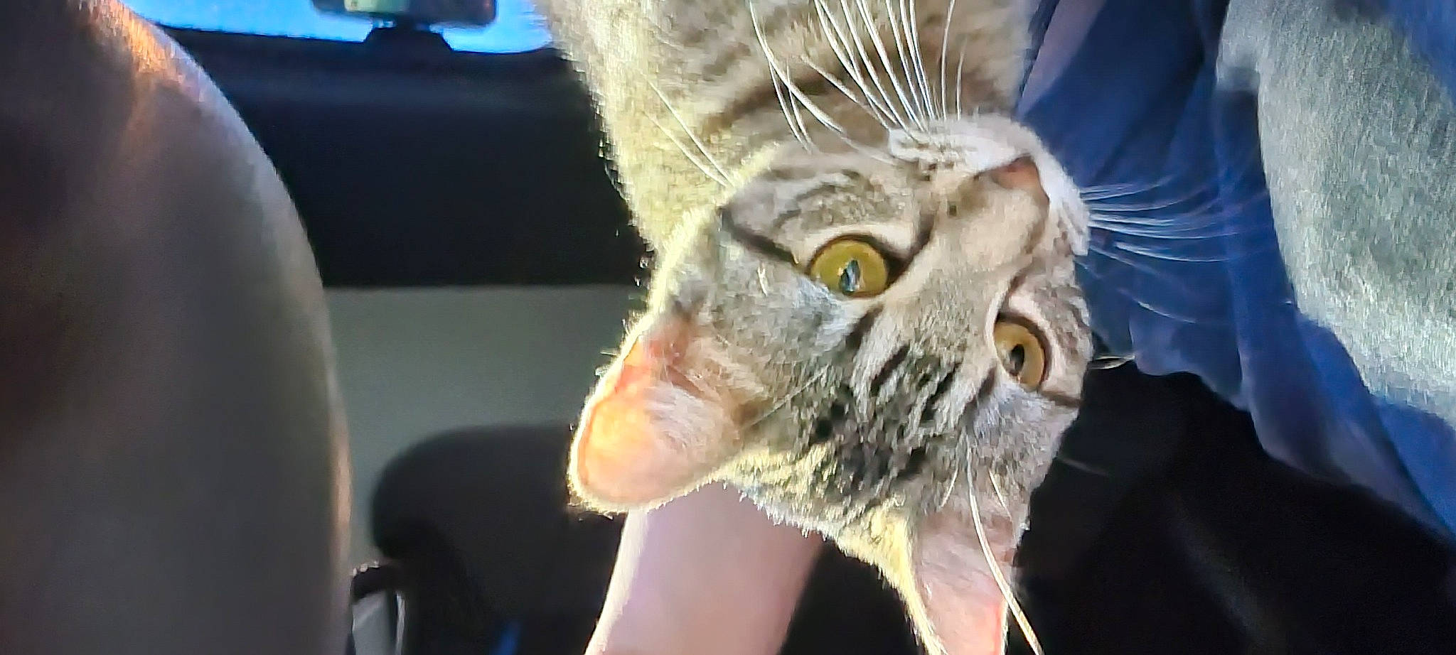 Lulu is registered to the contest to win money with this photo: carnivore, cat, chair, domestic_short_haired_cat, ear, eye, felidae, fur, grass, head, human_body, organism, plant, small_to_medium_sized_cats, snout, terrestrial_animal, whiskers, wildlife