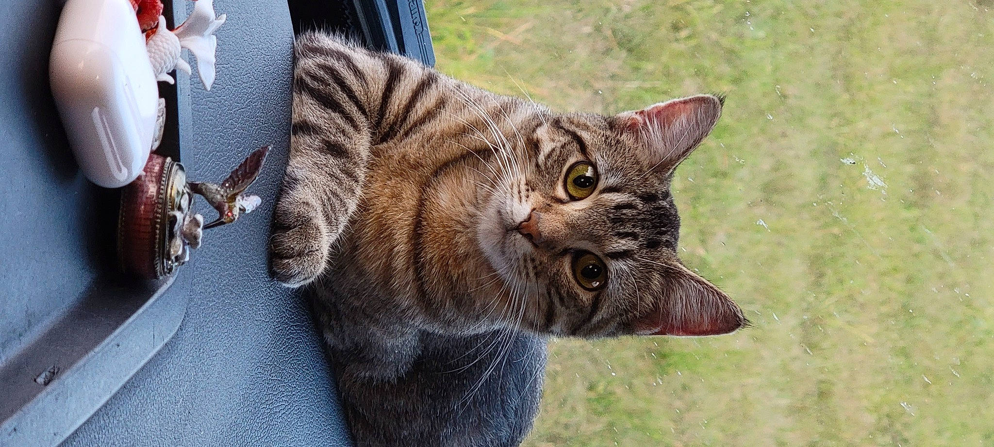 Lulu is registered to the contest to win money with this photo: bobcat, carnivore, cat, claw, close_up, domestic_short_haired_cat, felidae, fur, grass, lynx, organism, plant, sitting, small_to_medium_sized_cats, snout, tail, terrestrial_animal, tree, whiskers, wildlife