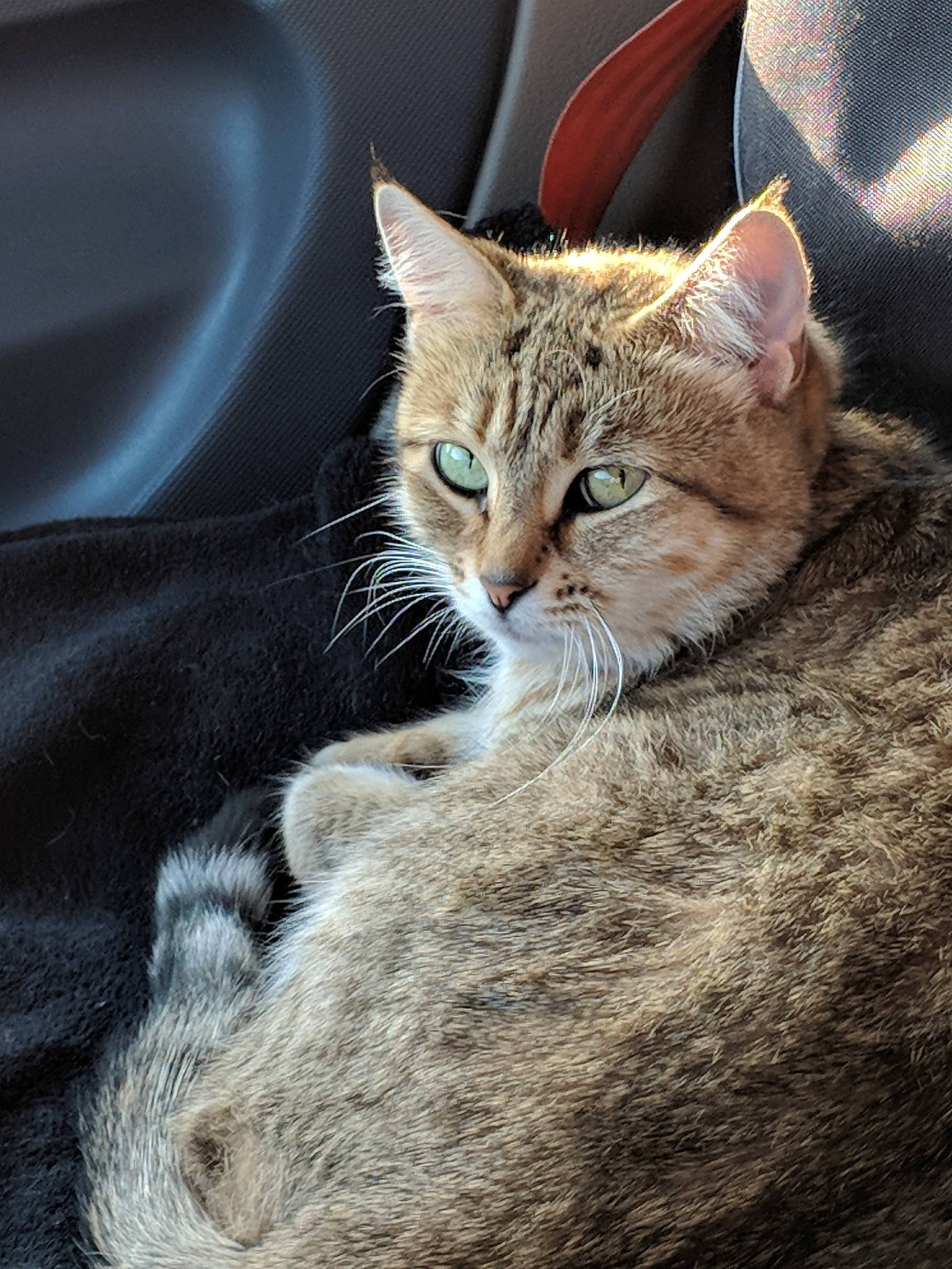 Shilo joined the competition — help win amazing prizes! carnivore, cat, claw, comfort, domestic_short_haired_cat, door, eye, fawn, felidae, fur, gesture, paw, sitting, small_to_medium_sized_cats, tail, terrestrial_animal, tree, whiskers, wildlife, window