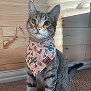 Malcolm is registered to the contest to win money with this photo: cat, tabby, pet, bandana, patterned_bandana, wood_paneling, indoor, portrait, whiskers, green_eyes, sitting, carpet, paws, ears, close_up, cute, pink_nose, fur, sunlight, playful