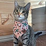 cat, tabby, pet, bandana, patterned_bandana, wood_paneling, indoor, portrait, whiskers, green_eyes, sitting, carpet, paws, ears, close_up, cute, pink_nose, fur, sunlight, playful