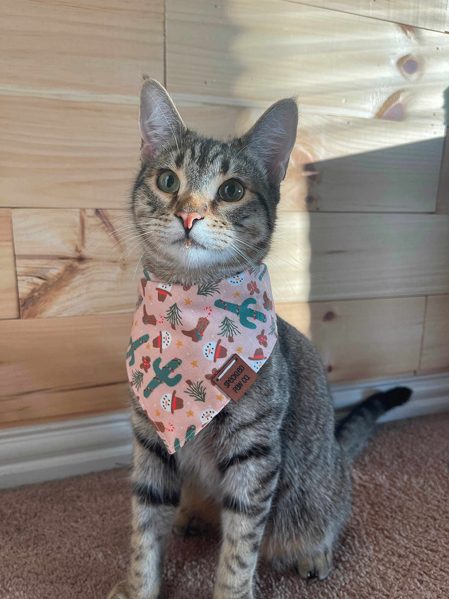 Malcolm is registered to the contest to win money with this photo: cat, tabby, pet, bandana, patterned_bandana, wood_paneling, indoor, portrait, whiskers, green_eyes, sitting, carpet, paws, ears, close_up, cute, pink_nose, fur, sunlight, playful