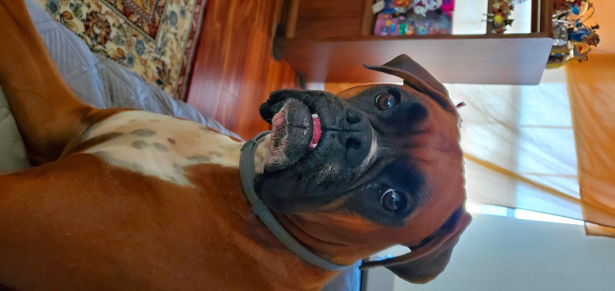 Vyper is registered to the contest to win money with this photo: canidae, carnivore, collar, companion_dog, curtain, dog, dog_breed, dog_collar, fawn, guard_dog, liver, molosser, muscle, pet_supply, snout, tan, tongue, whiskers, working_animal, working_dog