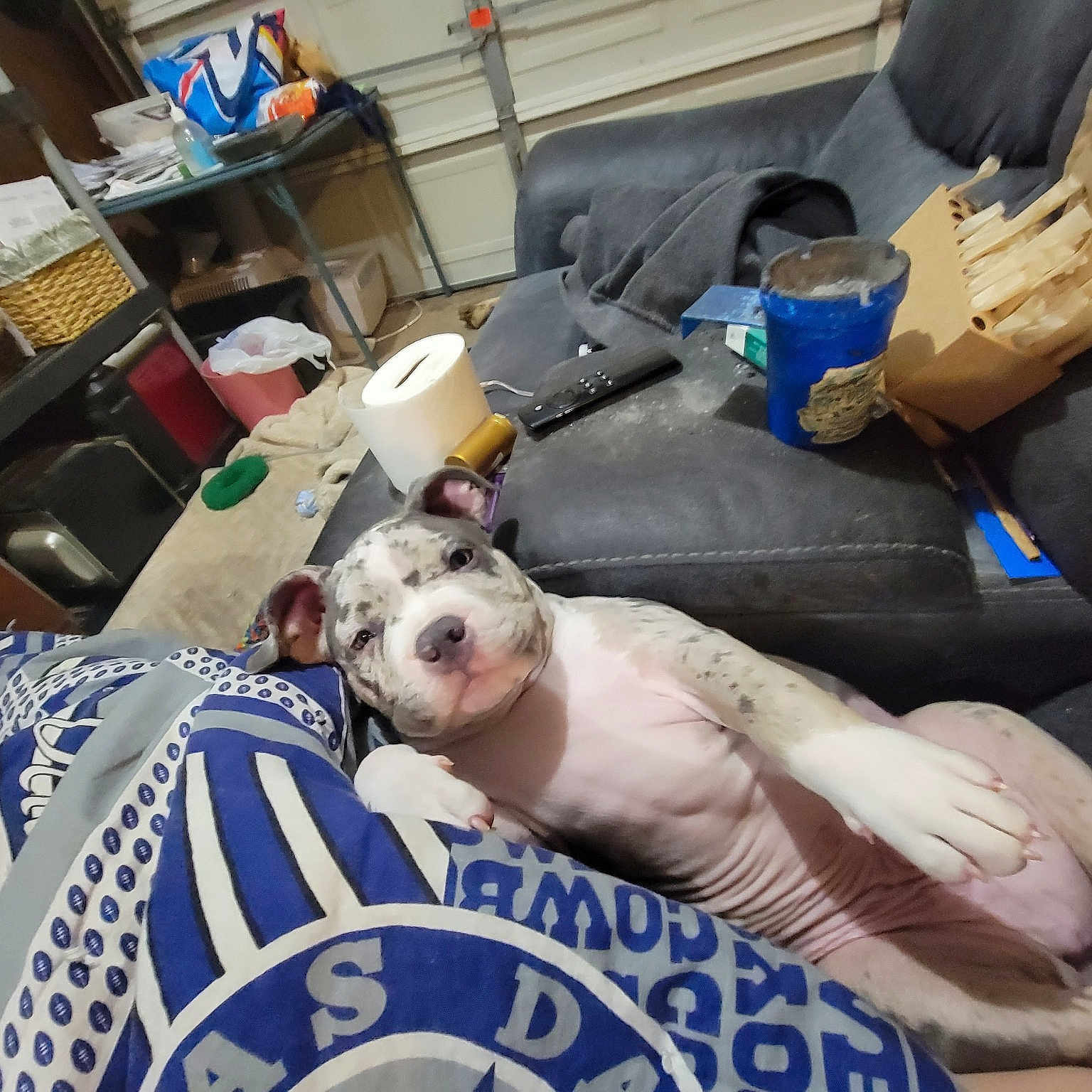 Osiris Atua Byrd is registered to the contest to win money with this photo: bedding, blue, canidae, carnivore, comfort, companion_dog, couch, dog, dog_breed, fawn, felidae, fur, linens, living_room, nap, room, sporting_group, toy_dog, whiskers, working_animal