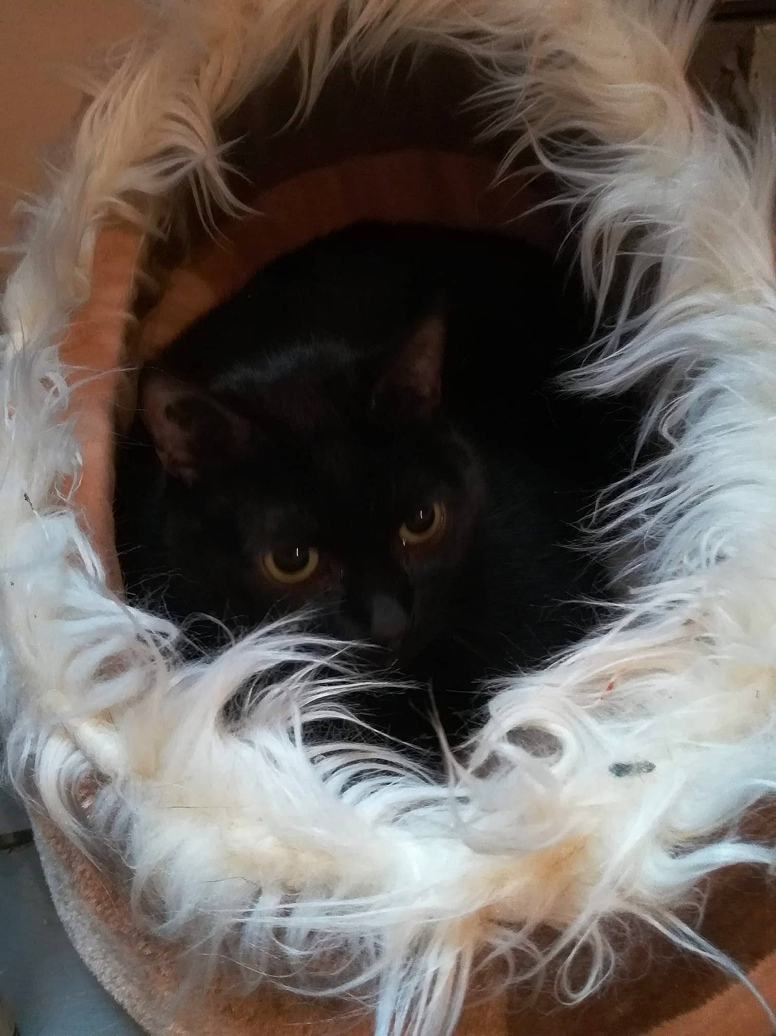 Calinou participe au concours pour gagner de l'argent avec cette photo : bag, ball, black_cat, carnivore, cat, cat_bed, cat_supply, eye, fashion_accessory, fawn, felidae, fur, liver, pet_supply, small_to_medium_sized_cats, snout, tail, vegetable, whiskers, working_animal