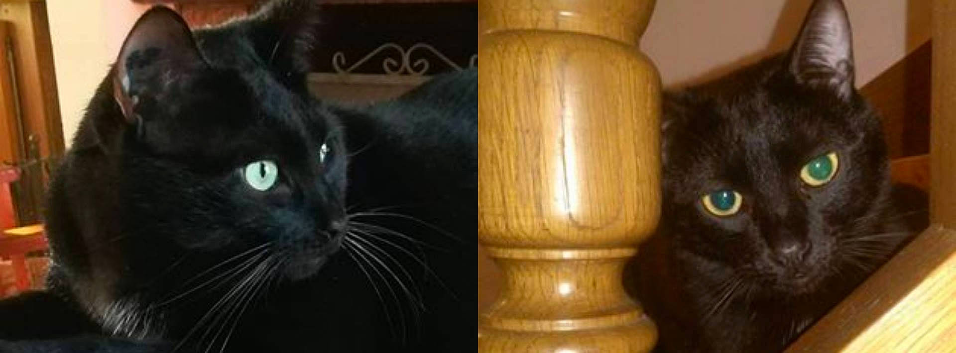 Calinou a rejoint le concours — aidez-le/la à gagner de superbes lots ! black, black_cat, bombay, carnivore, cat, domestic_short_haired_cat, felidae, fur, hardwood, human_leg, light, mammal, small_to_medium_sized_cats, tail, terrestrial_animal, tints_and_shades, varnish, whiskers, wood, wood_stain