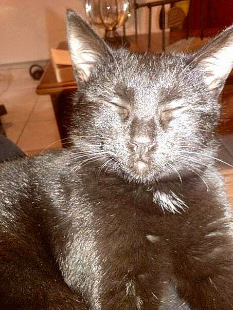 Câlinou a rejoint le concours — aidez-le/la à gagner de superbes lots ! asian, carnivore, cat, chartreux, domestic_short_haired_cat, ear, felidae, fur, kitten, mammal, nebelung, russian_blue, small_to_medium_sized_cats, snout, tail, whiskers