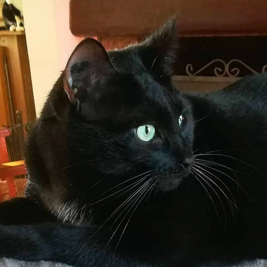 Câlinou participe au concours pour gagner de l'argent avec cette photo : asian, black, black_cat, bombay, burmese, carnivore, cat, domestic_short_haired_cat, ear, felidae, fur, korat, mammal, small_to_medium_sized_cats, snout, vertebrate, whiskers