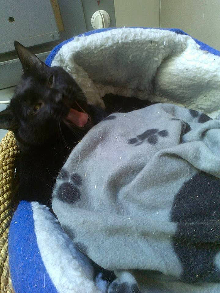 Câlinou participe au concours pour gagner de l'argent avec cette photo : carnivore, cat, cat_bed, cornish_rex, devon_rex, fawn, felidae, german_rex, nap, russian_blue, small_to_medium_sized_cats, whiskers