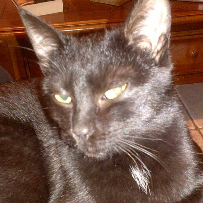 Câlinou participe au concours pour gagner de l'argent avec cette photo : asian, black_cat, burmese, carnivore, cat, chartreux, domestic_short_haired_cat, felidae, german_rex, javanese, kitten, korat, mammal, nebelung, oriental_longhair, russian_blue, small_to_medium_sized_cats, snout, vertebrate, whiskers