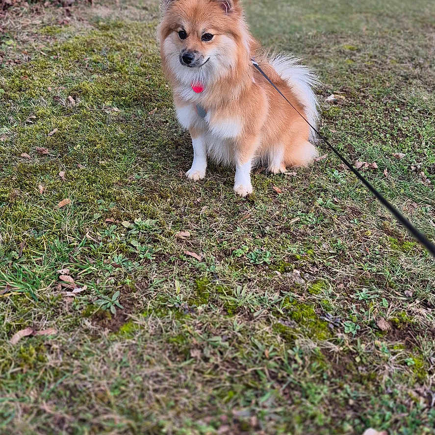 Tina a rejoint le concours — aidez-le/la à gagner de superbes lots ! accessories, animal, canine, chow, cockerspaniel, collie, dog, eskimodog, field, giraffe, grass, grassland, leash, nature, papillon, pet, plant, puppy, strap, tree