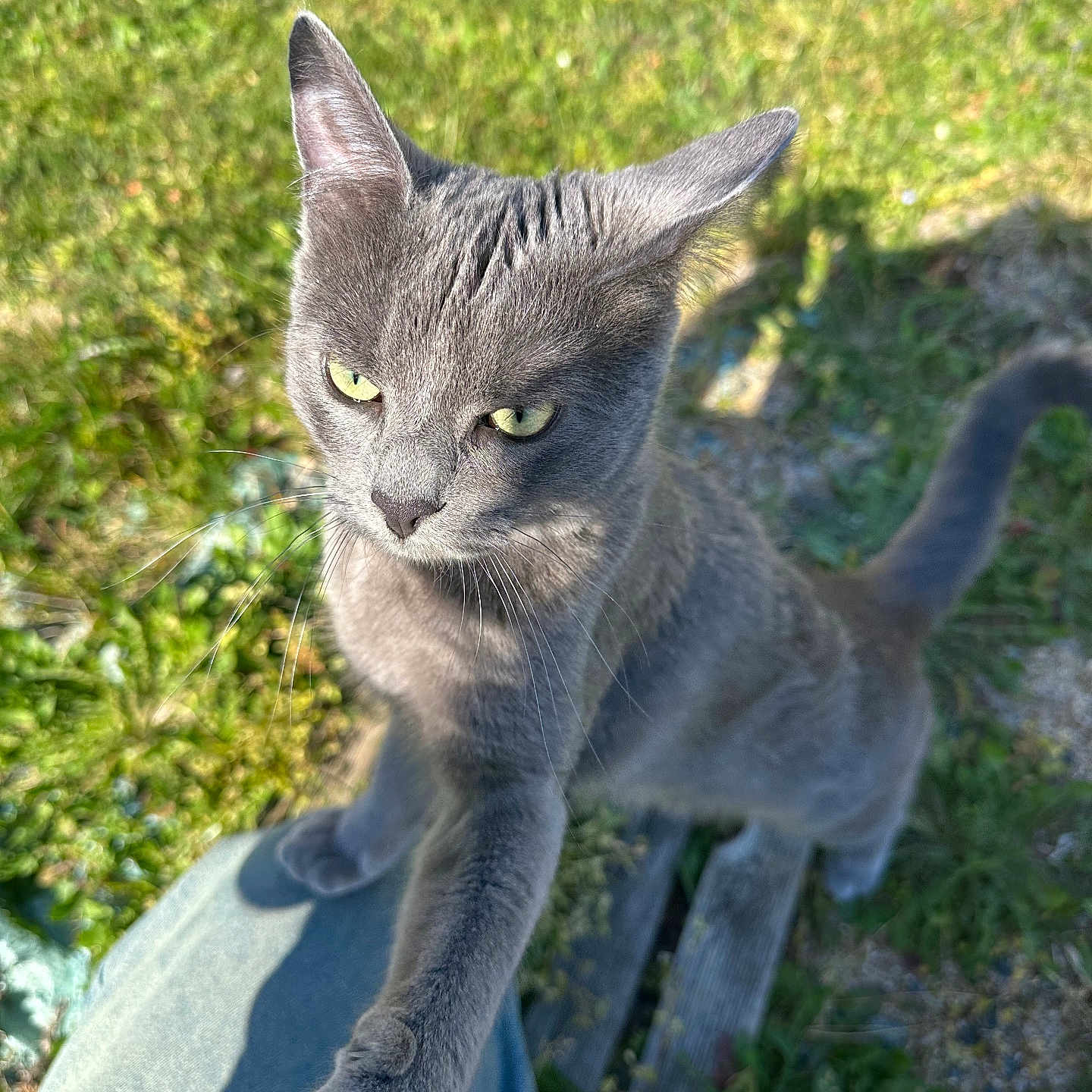 Calina
