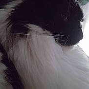 Chloe Rose is registered to the contest to win money with this photo: animal, black_and_white, calm, cat, close_up, cozy, domestic_cat, feline, fluffy, fur, house_pet, indoor, long_fur, mammal, pet, portrait, quiet, side_profile, soft_light, whiskers