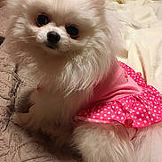 Zoey joined the competition — help win amazing prizes! dog, pomeranian, fluffy, white, pet, cute, pink_dress, polka_dot, bed, quilt, indoor, animal, small_dog, fur, portrait, looking, sitting, domestic_animal, friendly, adorable