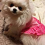 dog, pomeranian, fluffy, white, pet, cute, pink_dress, polka_dot, bed, quilt, indoor, animal, small_dog, fur, portrait, looking, sitting, domestic_animal, friendly, adorable