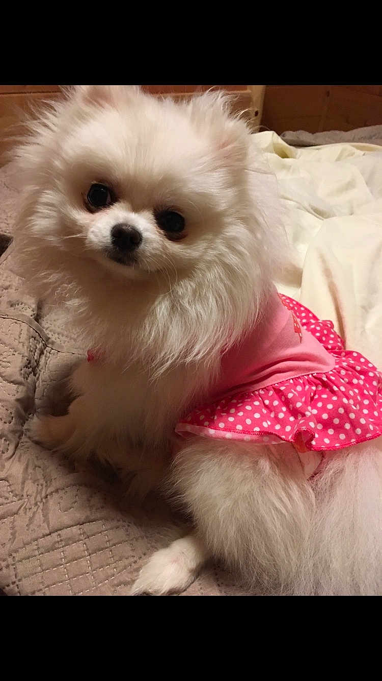 Zoey joined the competition — help win amazing prizes! dog, pomeranian, fluffy, white, pet, cute, pink_dress, polka_dot, bed, quilt, indoor, animal, small_dog, fur, portrait, looking, sitting, domestic_animal, friendly, adorable