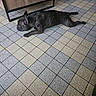 Aya participe au concours pour gagner de l'argent avec cette photo : dog, animal, pet, floor, tile, indoor, relaxing, furniture, slippers, brown, black, resting, laying_down, canine, quiet, domestic, sleepy, calm, home, cozy