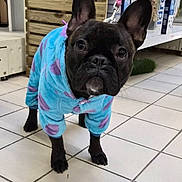 Aya a rejoint le concours — aidez-le/la à gagner de superbes lots ! dog, black_dog, puppy, clothing, blue_onesie, purple_spots, floor_tiles, indoor, leash, wooden_slats, shelf, product_box, pet, curious, standing, animal, pet_clothing, closeup, canine, cute