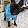 dog, black_dog, puppy, clothing, blue_onesie, purple_spots, floor_tiles, indoor, leash, wooden_slats, shelf, product_box, pet, curious, standing, animal, pet_clothing, closeup, canine, cute