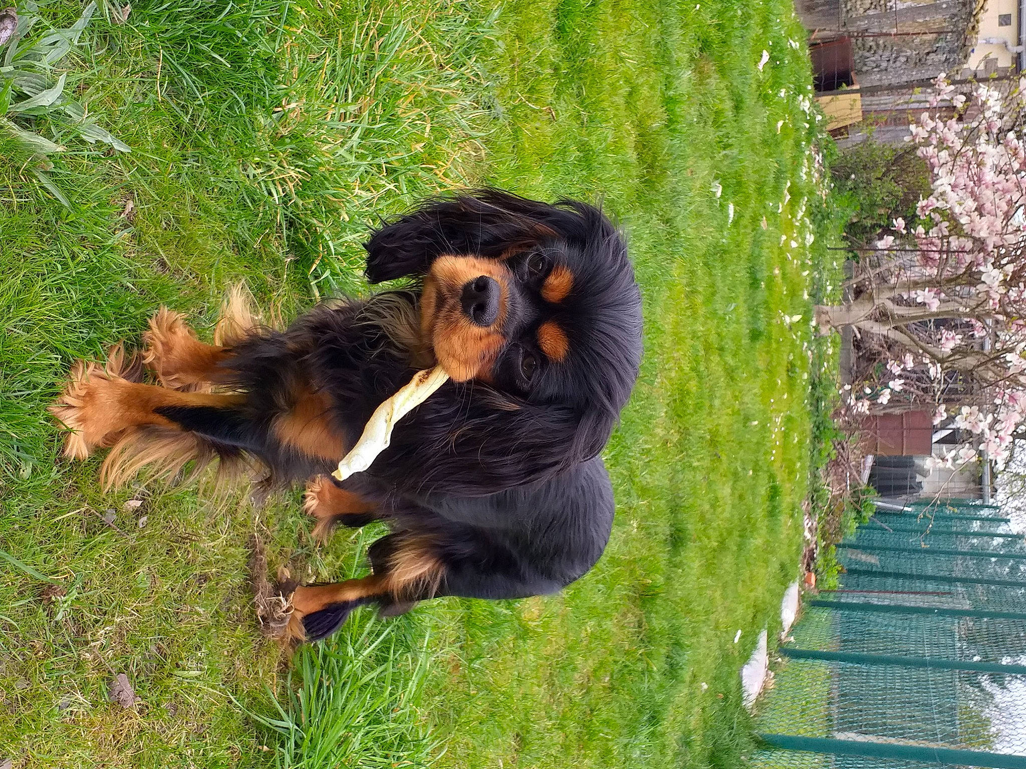 Flora participe au concours pour gagner de l'argent avec cette photo : botany, dog_breed, forest, grass, groundcover, jungle, nature, organism, plant, primate, rainforest, snout, terrestrial_animal, thumb, trunk, wildlife