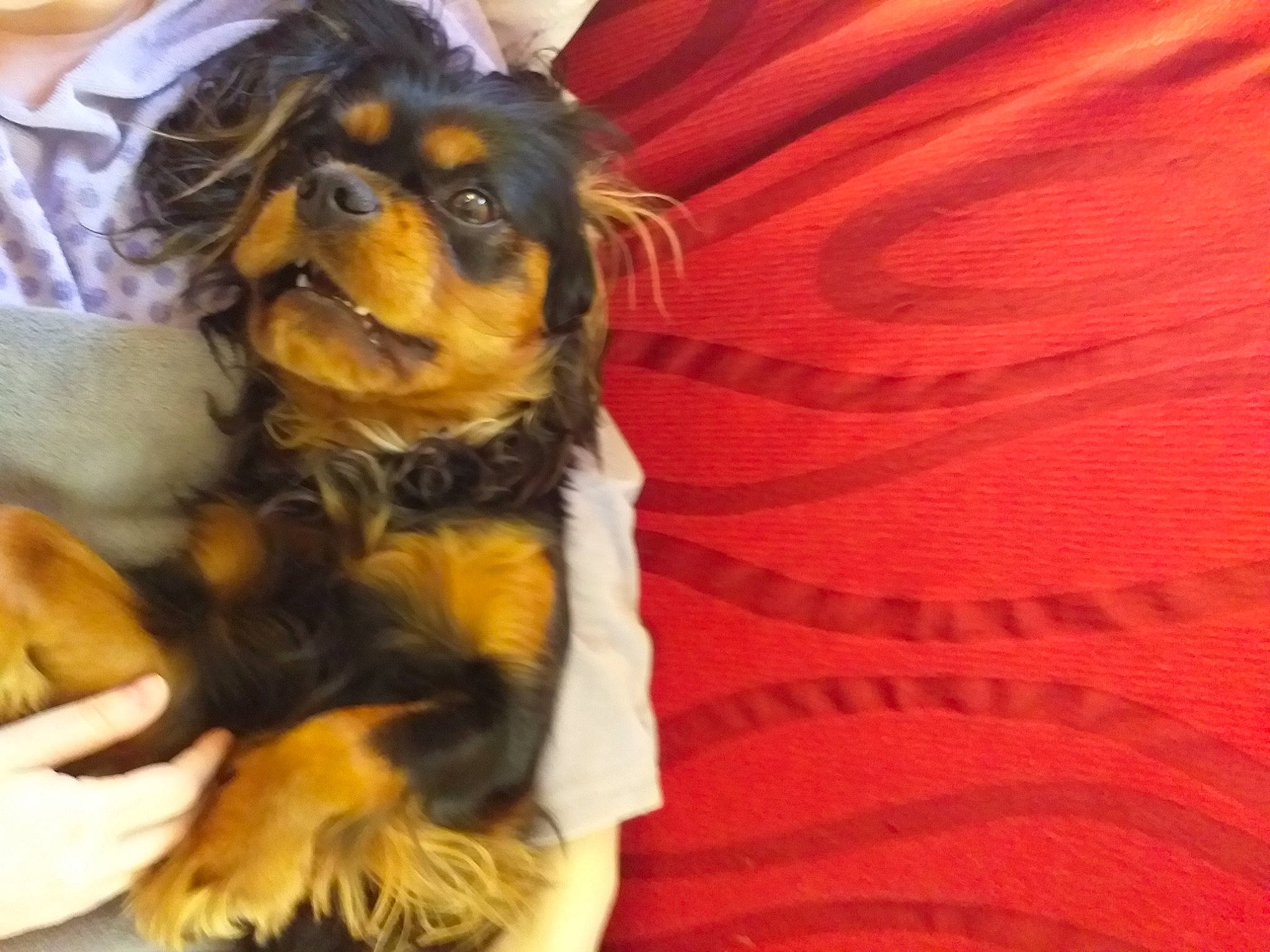 Flora a rejoint le concours — aidez-le/la à gagner de superbes lots ! canidae, carnivore, comfort, companion_dog, dog, dog_breed, fawn, fur, guard_dog, nail, paw, peach, puppy, puppy_love, snout, sporting_group, toy_dog, working_animal, working_dog, wrist