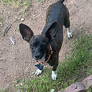 Buttons is registered to the contest to win money with this photo: alert, animal, brown, collar, curious, dirt, dog, ears, feathers, grass, ground, looking_up, nature, outdoor, pet, rocks, small_dog, standing, tag, white_paws