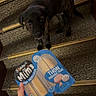 dog, stairs, hand, packaged_food, indoor, carpet, wood_paneling, brindle, pet, animal, food_package, yellow, person, curious, looking_up, snack, holding, floor, step, human