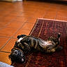 Taki participe au concours pour gagner de l'argent avec cette photo : animal, brown_dog, collar, cozy, cute, dog, floor, fur, home, indoor, lying_down, patterned_rug, pet, playful, red_rug, relaxed, smiling, teeth, tile_floor, upside_down