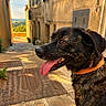 animal, brindle_coat, buildings, close_up, cobblestone, dog, nature, orange_collar, outdoor, panting, pet, rustic, scenic_view, side_profile, street, summer, sunlight, tongue_out, village, warm_colors