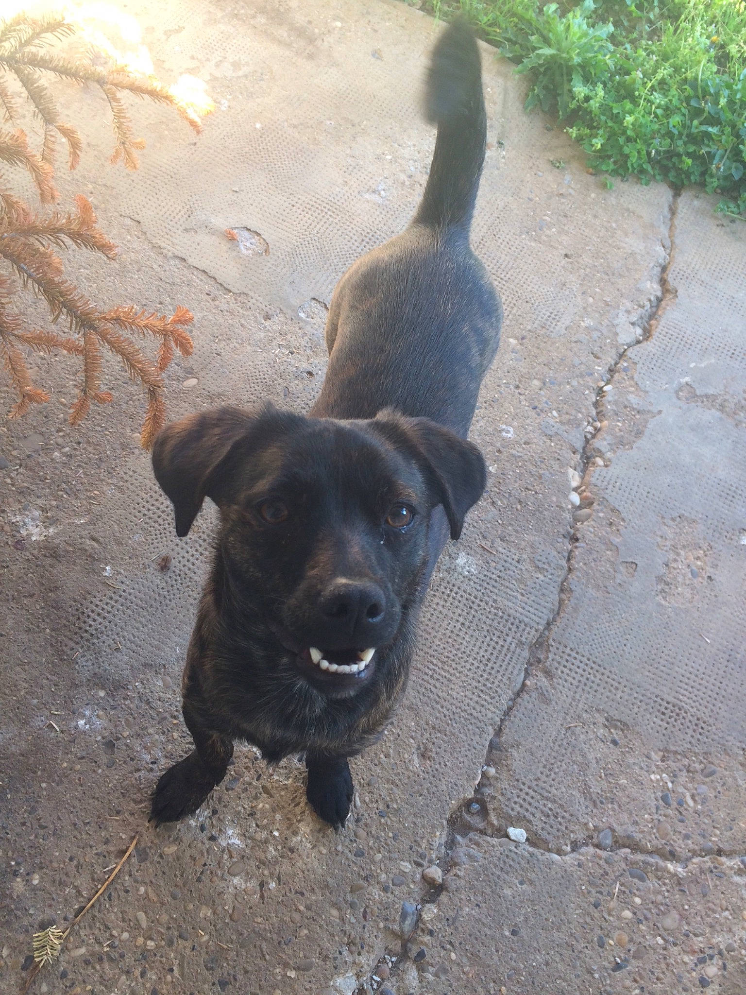 Taki participe au concours pour gagner de l'argent avec cette photo : asphalt, borador, carnivore, companion_dog, dog, dog_breed, flooring, grass, guard_dog, labrador_retriever, plant, road_surface, shadow, soil, sporting_group, street_dog, tail, tar, terrestrial_animal, working_animal