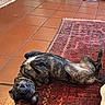dog, brindle, lying_down, indoor, rug, tile_floor, playful, relaxed, pet, canine, flooring, bag, shoes, cozy, casual, candid, home, animal, resting, carpet